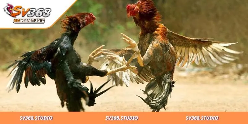 Đá Gà Campuchia: Trải Nghiệm Đặt Cược Online Mới Lạ 2 Những ưu điểm nổi bật của chọi kê Campuchia online