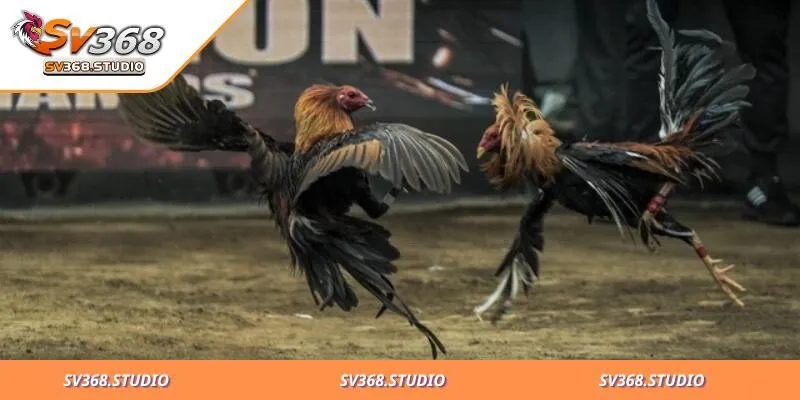 Đá Gà Campuchia: Trải Nghiệm Đặt Cược Online Mới Lạ 1 Tìm hiểu đá gà Campuchia trực tuyến là gì