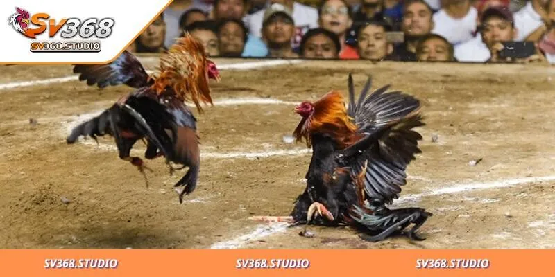 Đá Gà Campuchia: Trải Nghiệm Đặt Cược Online Mới Lạ 3 Các loại hình đặt cược trong chọi kê Campuchia online