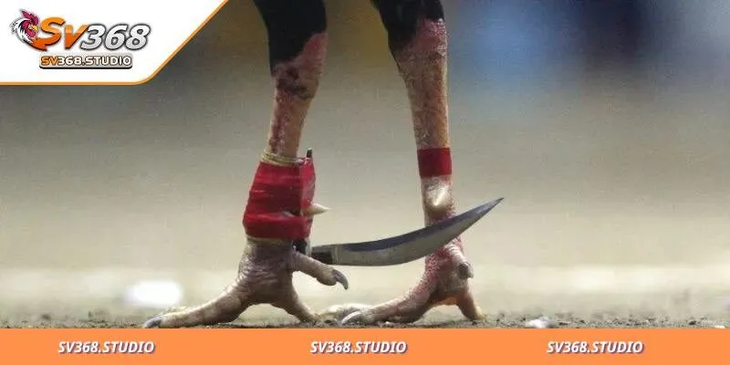 Đặt Cược Đá Gà Cựa Dao Là Gì? Tỷ Lệ Trúng Thưởng Hấp Dẫn 3 đá gà cựa dao là gì giống Mỹ