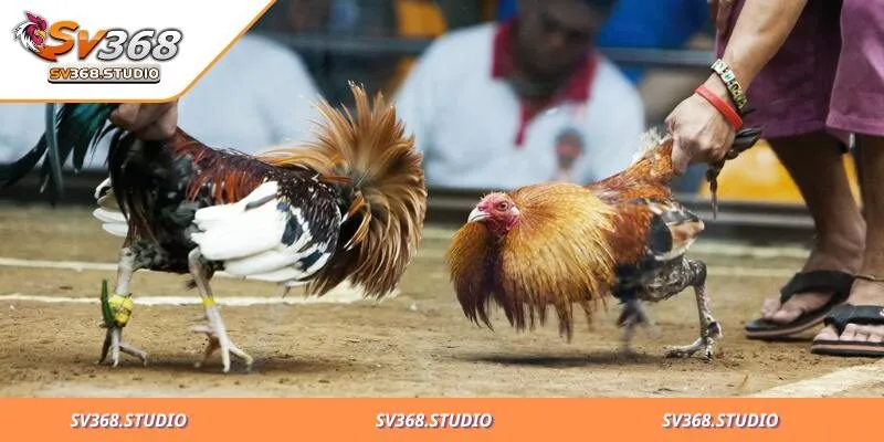 Đặt Cược Đá Gà Cựa Dao Là Gì? Tỷ Lệ Trúng Thưởng Hấp Dẫn 2 Một số giống gà đá nổi tiếng mà bạn cần biết