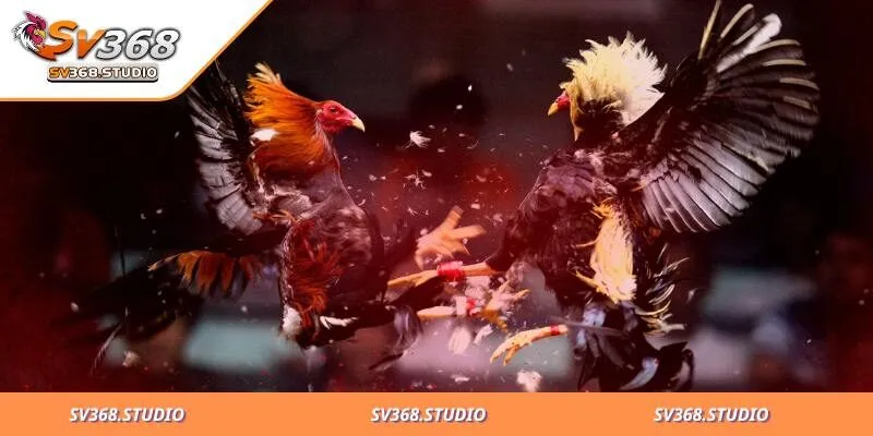 Đặt Cược Đá Gà Cựa Dao Là Gì? Tỷ Lệ Trúng Thưởng Hấp Dẫn 1 Hiểu thế nào về đá gà SV368 cựa dao