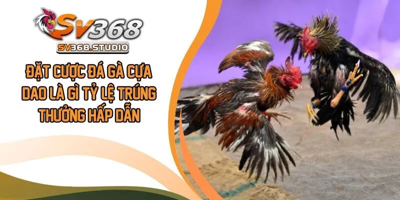 Đá Gà Cựa Dao Là Gì