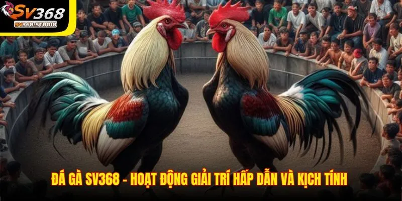 Tại sao Đá gà SV368 được người chơi yêu