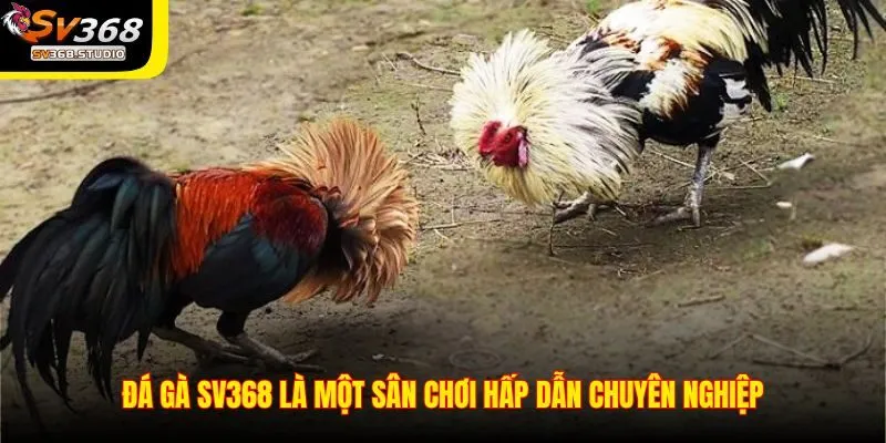 Đá gà cựa sắt SV368