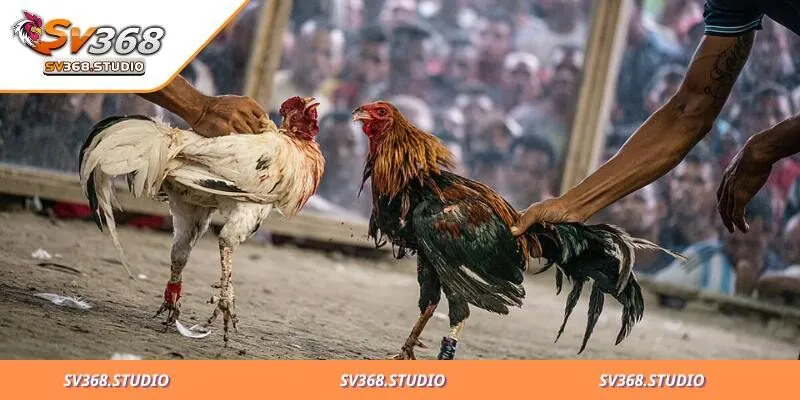 Các loại đặt cược chọi kê trực tiếp