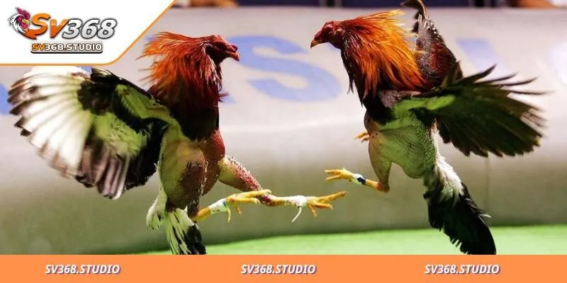 Hướng dẫn tham gia chọi gà trực tiếp