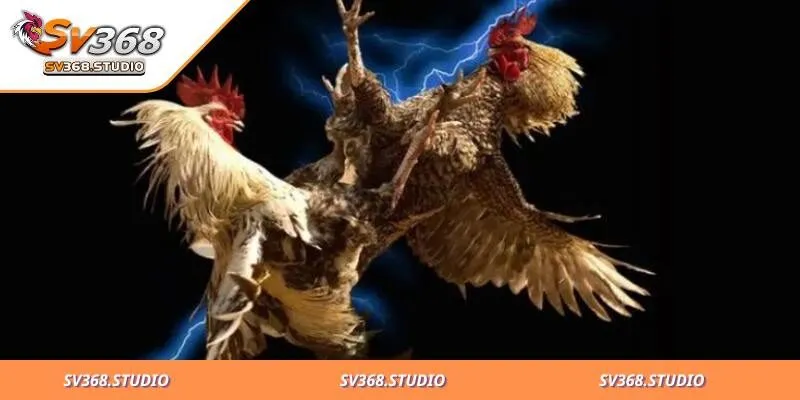 Tìm hiểu khái quyết về luật đá gà trực tiếp là gì