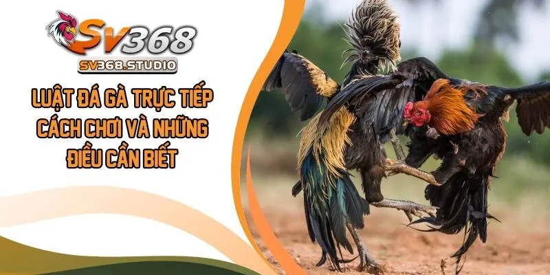 Luật Đá gà Trực Tiếp