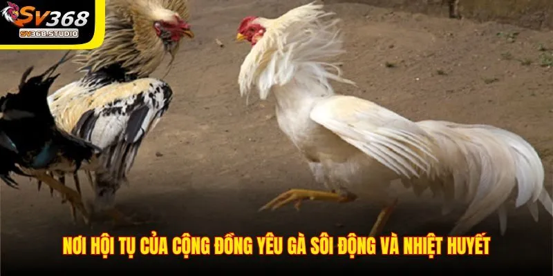 Đá gà cựa dao SV368