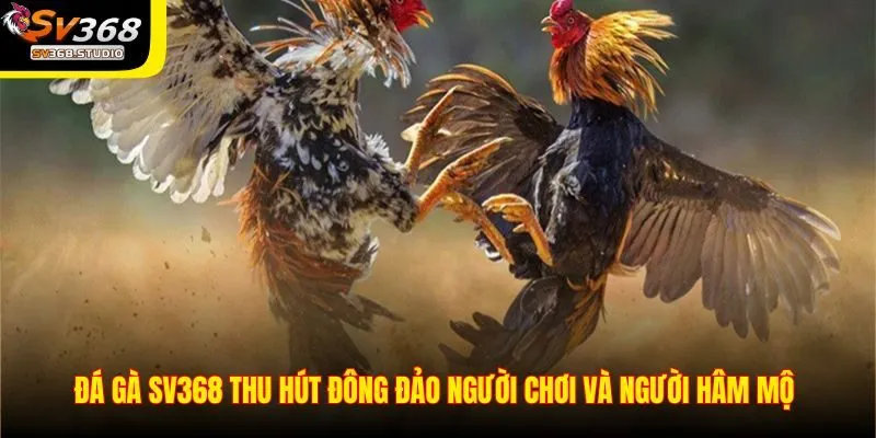 Đá gà Mỹ, đá gà tre