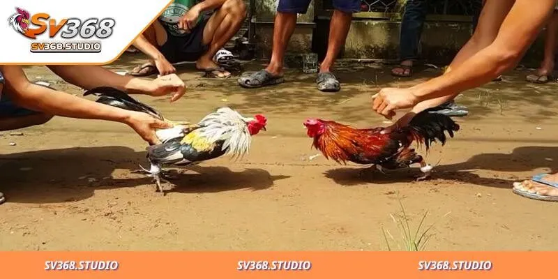 Thuật Ngữ Đá Gà SV368 Và Luật Chơi Uy Tín Từ Chuyên Gia 3 Lưu ý khi tham gia đá gà tại sân chơi