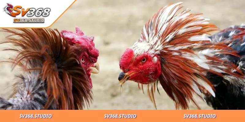 Thuật Ngữ Đá Gà SV368 Và Luật Chơi Uy Tín Từ Chuyên Gia 2 Thể thức thi đấu đá gà tại sân chơi uy tín