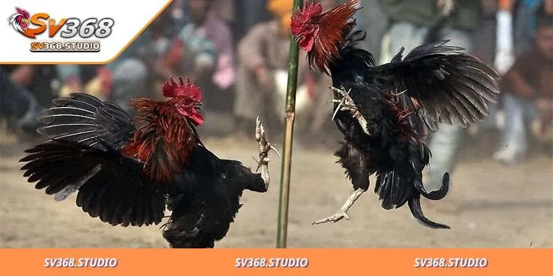 Thuật Ngữ Đá Gà SV368 Và Luật Chơi Uy Tín Từ Chuyên Gia 1 Thuật ngữ đá gà được hiểu tổng quan là gì
