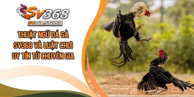 Thuật Ngữ Đá Gà